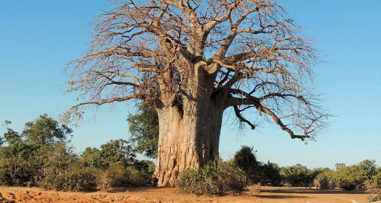 Gran árbol baobab en terreno abierto bajo cielos despejados.