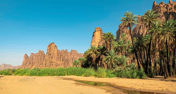 Palm oasis with tall rock formations in the background.