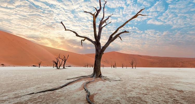 Dead tree in the striking white clay pan of Deadvlei surrounded by orange dunes.