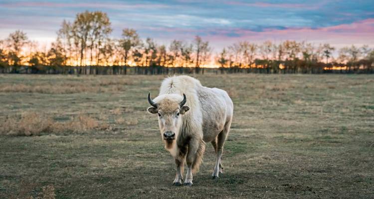 White bison on a grassy plain at sunset.