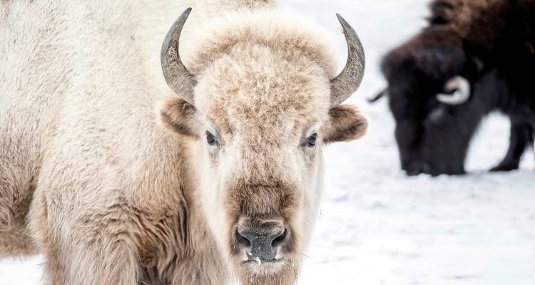 Close-up of a rare white bison standing in a snowy landscape.