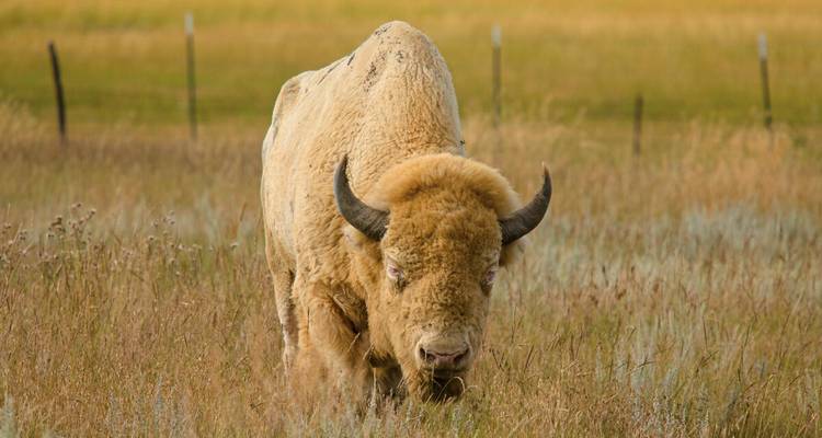 White bison grazing in a golden grassy field with a fence line in the distance.