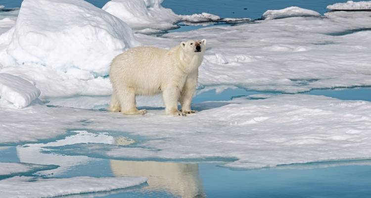 Polar bear standing among ice floes.