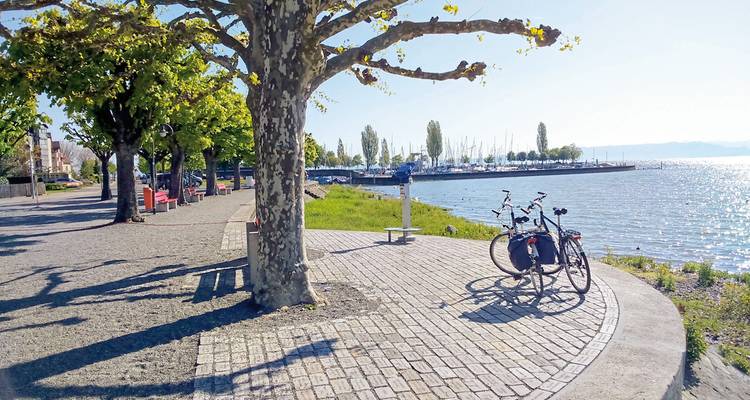 Bicicletas estacionadas bajo un árbol cerca de un paseo junto al lago.