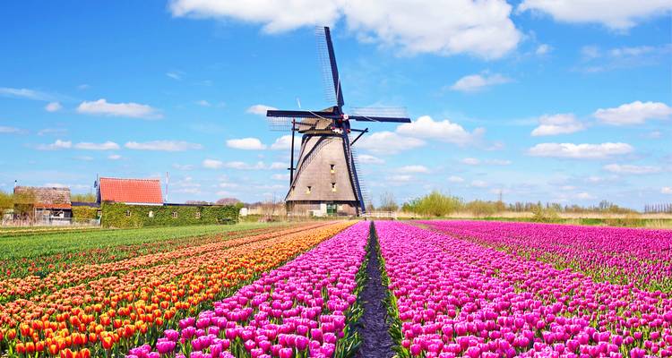 Champ de tulipes colorées avec un moulin à vent en arrière-plan.