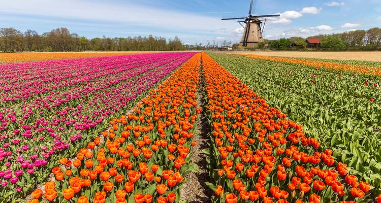 Rangées colorées de tulipes avec un moulin à vent au loin.