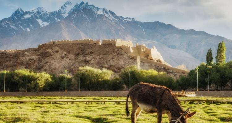A donkey grazing in a field with a historic old wall and mountains in the background.