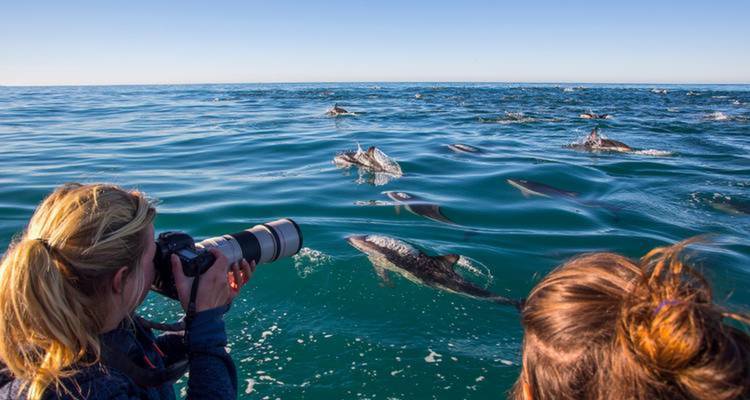 People photographing dolphins from a boat on the ocean.