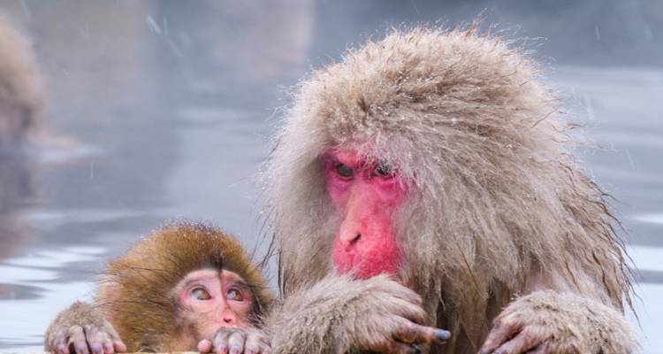 Macaques des neiges dans une source chaude.