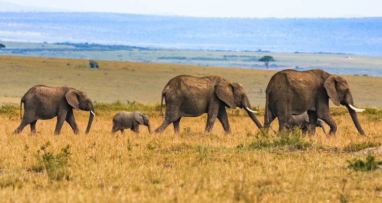 Un groupe d'éléphants marchant à travers un champ ouvert.