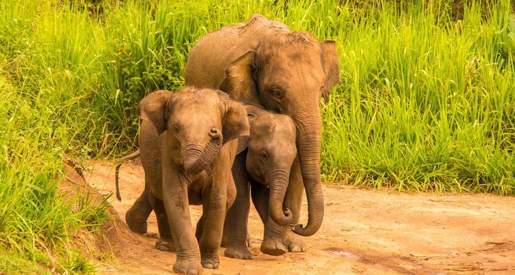 Family of elephants walking through lush grass.