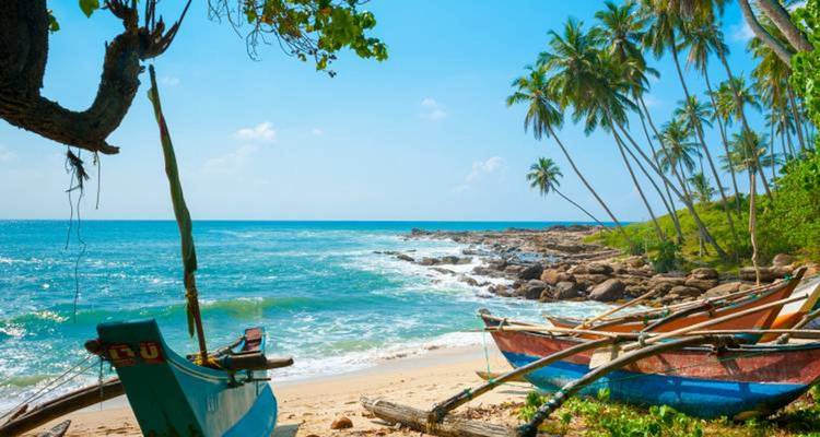 Plage avec des bateaux de pêche colorés et des palmiers bordant le rivage.