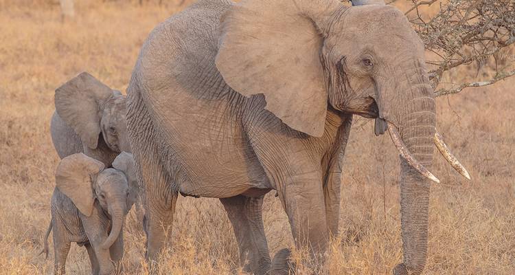 Un elefante con dos crías caminando en una zona con hierba.