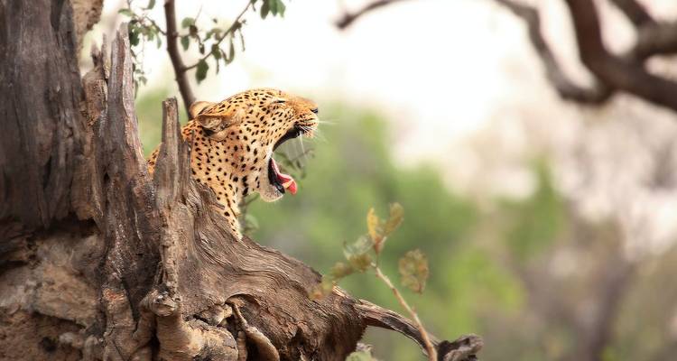 Un leopardo bostezando encima de una rama de árbol, rodeado de follaje exuberante.