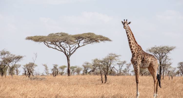 Giraffe standing tall in the savannah with distinctive trees.