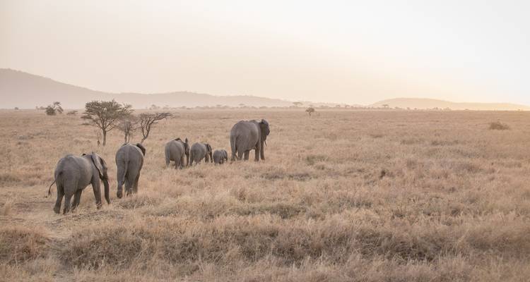 Herd of elephants walking across the savannah during sunset.