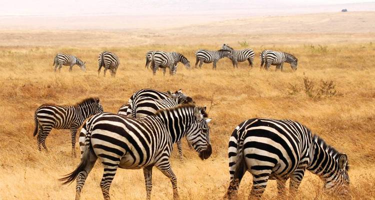 Zebras grazing in a dry savannah landscape.