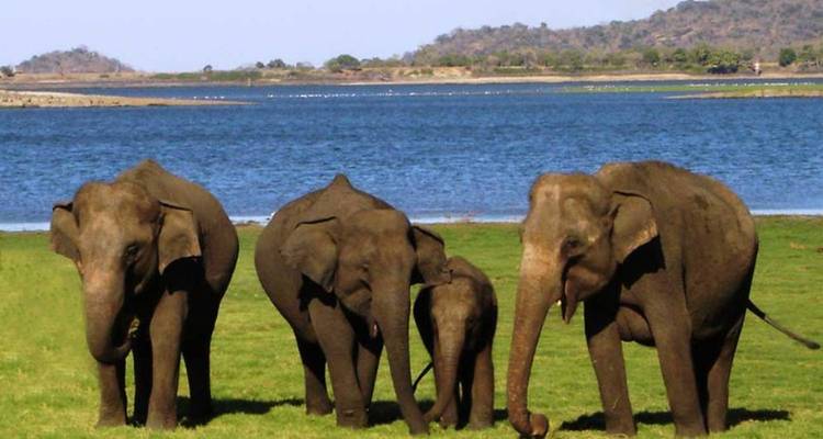 Groupe d'éléphants paissant près d'un point d'eau dans un environnement naturel.