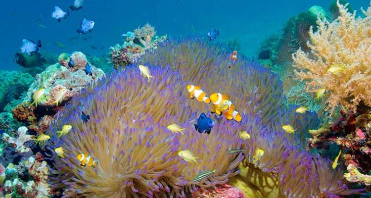 Colorful coral reef with tropical fish swimming.