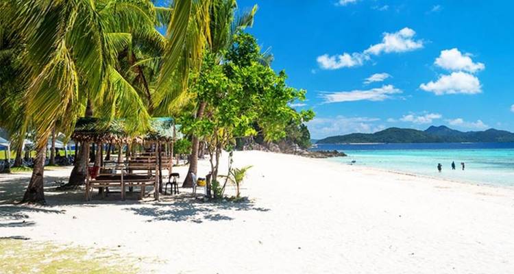 Sandy beach with palm trees and clear blue sky.