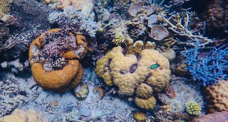 Underwater scene with coral formations and small fish.