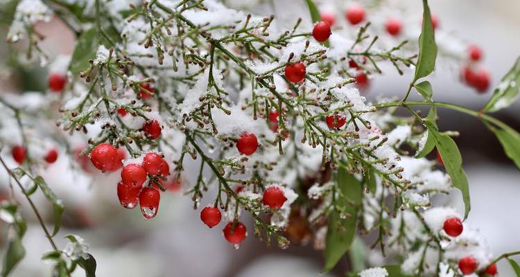 Gros plan de baies rouges et de feuilles vertes saupoudrées de neige.