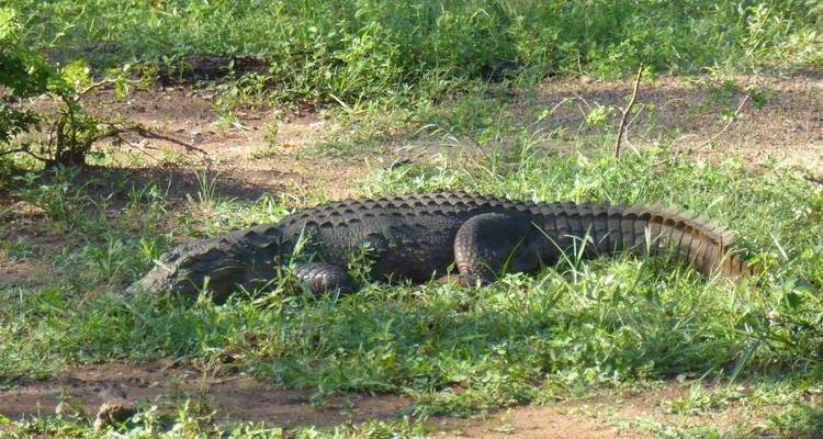 Crocodile se reposant dans l'herbe.