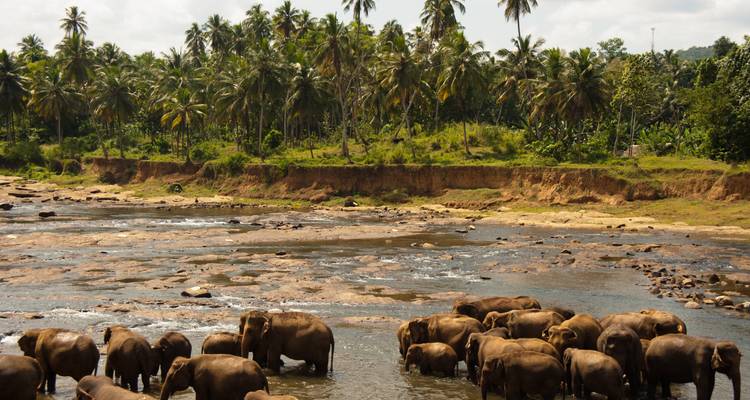 Troupeau d'éléphants traversant une rivière.