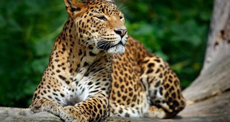 Léopard se reposant sur un tronc d'arbre avec un arrière-plan luxuriant.
