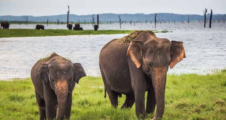 Des éléphants marchant près d'un lac avec un environnement luxuriant.