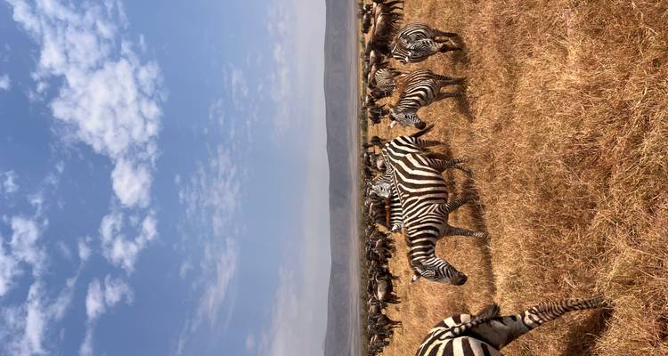 Zebra's grazend in een uitgestrekt grasland met een heldere lucht.