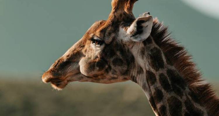 Gros plan d'une girafe sur un arrière-plan flou.