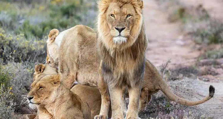 Lion avec fierté se reposant dans la savane.