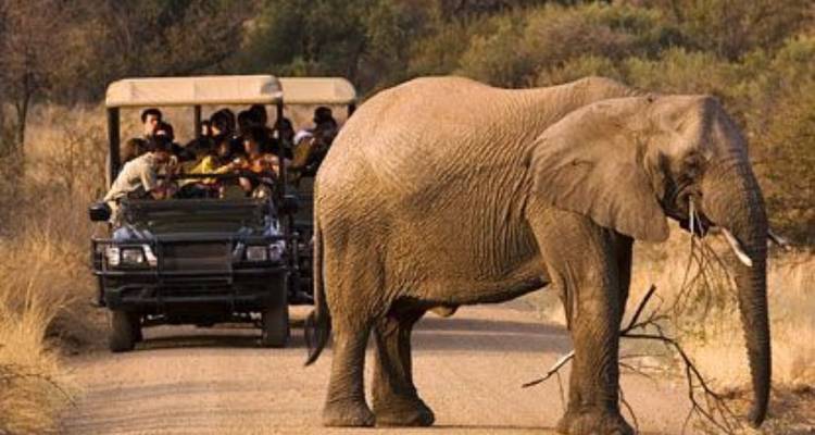 Des touristes dans une jeep de safari observent un éléphant.