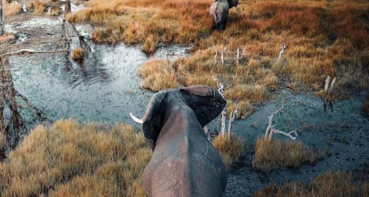 Des éléphants marchant dans un marais.
