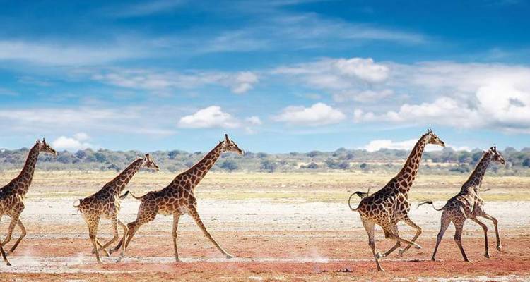 A group of giraffes running on a savannah.