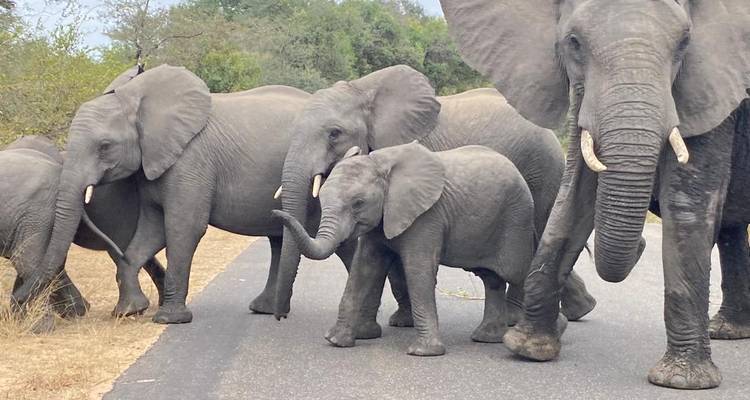 Elephant herd walking along a road.