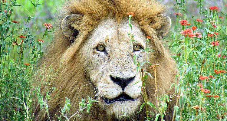 Lion in grasslands surrounded by flowers.