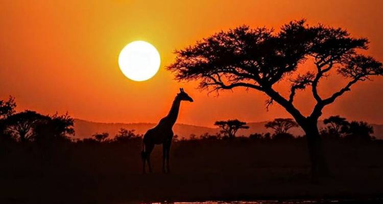 Sunset silhouette of a giraffe and tree in the savanna.