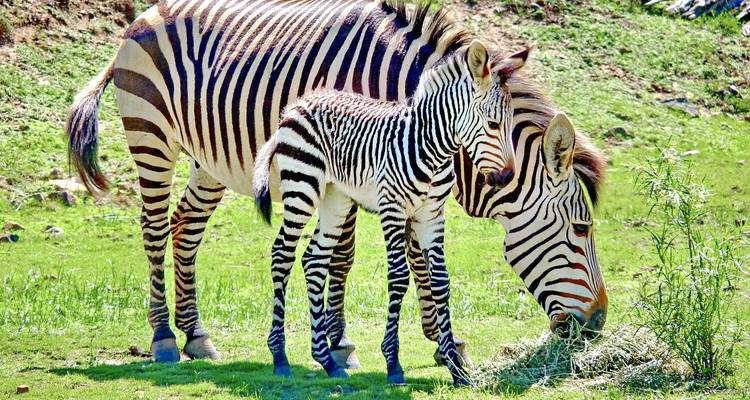 Zebra and foal grazing in a grassy field.