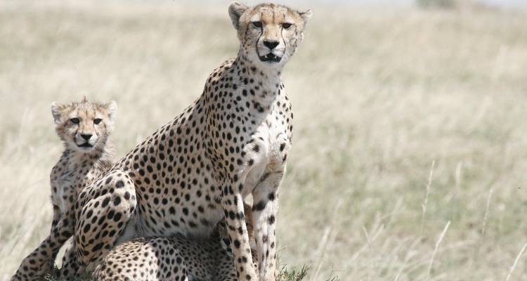 Cheetah with cubs in grassy savanna.