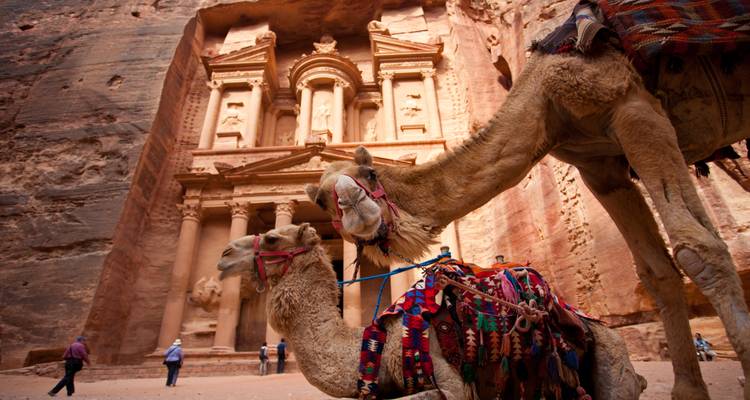 Camellos descansando frente al tesoro de Petra.