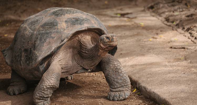 Tortuga grande caminando por un sendero de tierra.