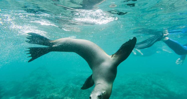 Foto submarina de una foca nadando cerca de una persona haciendo snorkel.