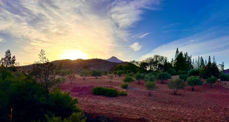 Amanecer sobre un paisaje rural con árboles.