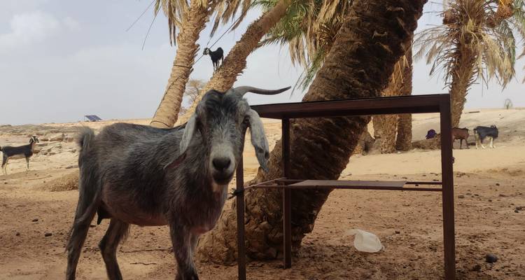 Cabra parada junto a palmeras en un entorno desértico.