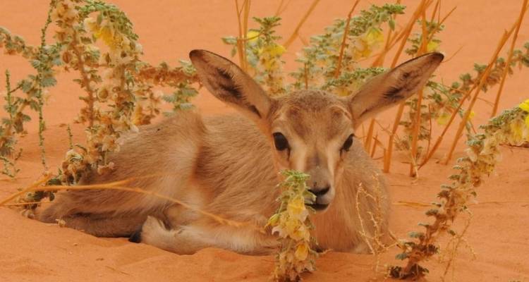 Jeune gazelle se reposant sur le sable parmi la végétation du désert.