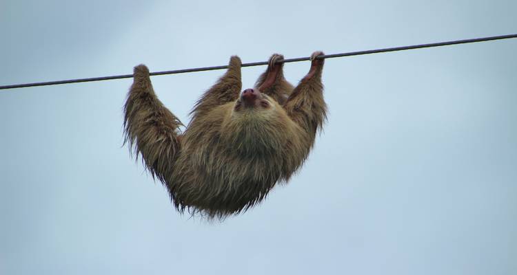Sloth hanging from a wire in a natural setting.
