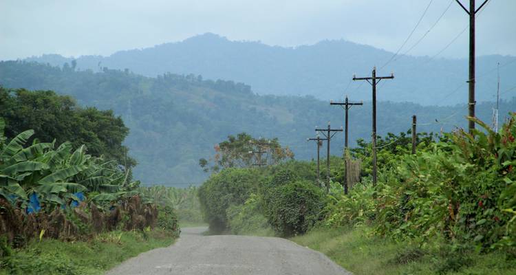 Rural road with telegraph poles and lush vegetation.