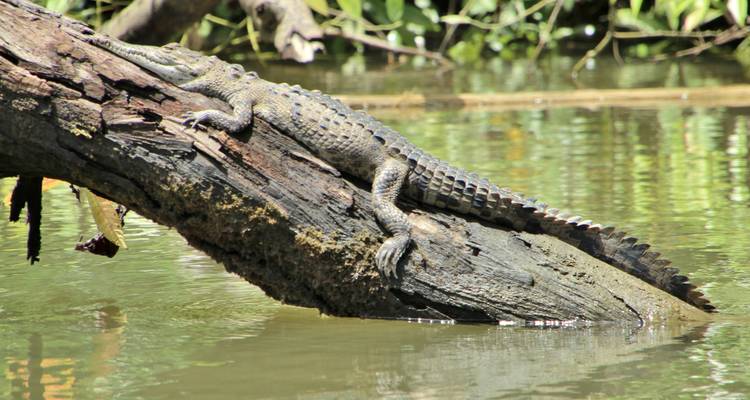 Crocodile resting on a fallen tree in a river.